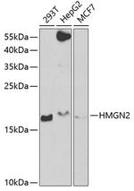 HMGN2 Polyclonal Antibody