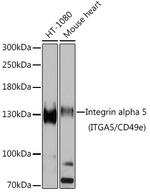 CD49e (Integrin alpha 5) Antibody in Western Blot (WB)