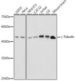 TUBG1 Polyclonal Antibody