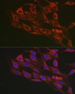 Flotillin 1 Polyclonal Antibody