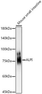 Intestinal Alkaline Phosphatase Polyclonal Antibody