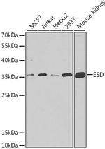 ESD Antibody in Western Blot (WB)