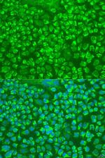 Granzyme A Polyclonal Antibody