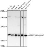 ARMET Antibody in Western Blot (WB)