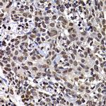 Histone H3 Antibody in Immunohistochemistry (Paraffin) (IHC (P))