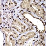 Histone H3 Antibody in Immunohistochemistry (Paraffin) (IHC (P))