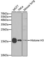 Histone H3 Antibody in Western Blot (WB)