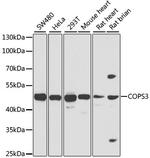 COPS3 Antibody in Western Blot (WB)
