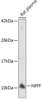 NPFF Polyclonal Antibody