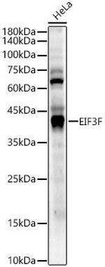 eIF3f Polyclonal Antibody