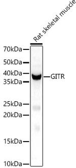 GITRL Polyclonal Antibody