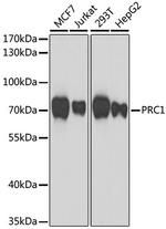 PRC1 Antibody in Western Blot (WB)