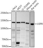 USP8 Antibody in Western Blot (WB)
