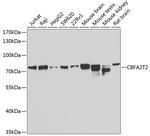 MTGR1 Antibody in Western Blot (WB)