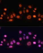 EFTUD2 Antibody in Immunocytochemistry (ICC/IF)