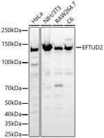EFTUD2 Antibody in Western Blot (WB)