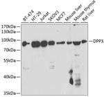 DPP3 Polyclonal Antibody
