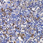 STAMBP Antibody in Immunohistochemistry (Paraffin) (IHC (P))