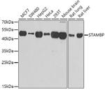 STAMBP Antibody in Western Blot (WB)