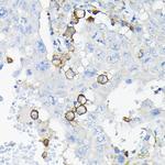 CD85k (Gp49b) Antibody in Immunohistochemistry (Paraffin) (IHC (P))