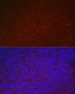 CD85k (Gp49b) Antibody in Immunohistochemistry (Paraffin) (IHC (P))