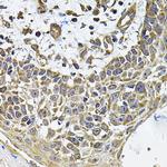 CD275 (B7-H2) Polyclonal Antibody