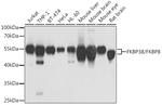 FKBP8 Antibody in Western Blot (WB)