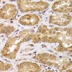 APC5 Polyclonal Antibody