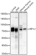 FIP1L1 Antibody in Western Blot (WB)