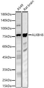 ALKBH8 Antibody in Western Blot (WB)