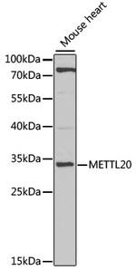 METTL20 Polyclonal Antibody