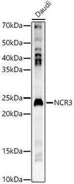 NKp30 Polyclonal Antibody