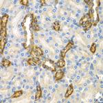 CNPY3 Polyclonal Antibody