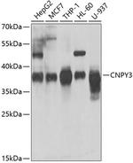 CNPY3 Antibody in Western Blot (WB)