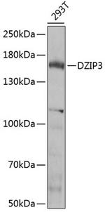 DZIP3 Antibody in Western Blot (WB)