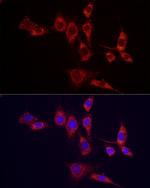 IDH2 Antibody in Immunocytochemistry (ICC/IF)