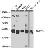 NSUN6 Antibody in Western Blot (WB)