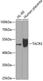 TACR3 Polyclonal Antibody