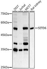 SETD6 Polyclonal Antibody