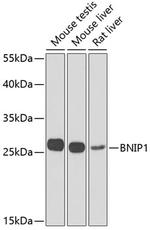 BNIP1 Polyclonal Antibody