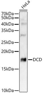 DCD Antibody in Western Blot (WB)