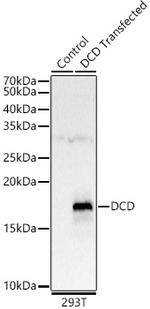 DCD Polyclonal Antibody
