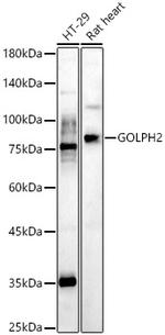 GOLPH2 Antibody in Western Blot (WB)