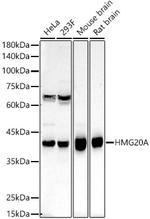 HMG20A Antibody in Western Blot (WB)