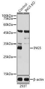 ING5 Antibody in Western Blot (WB)