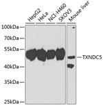 TXNDC5 Antibody in Western Blot (WB)
