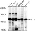 YTHDC1 Antibody in Western Blot (WB)