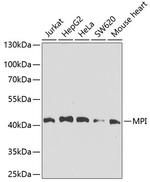 MPI Polyclonal Antibody