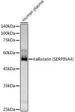 Kallistatin Antibody in Western Blot (WB)