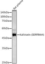 Kallistatin Antibody in Western Blot (WB)